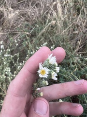 Symphyotrichum falcatum