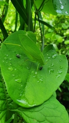 Apocerycta incommoda