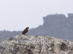 Geranoaetus polyosoma