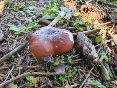 Russula badia