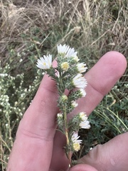 Symphyotrichum falcatum