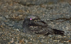 Caprimulgus europaeus