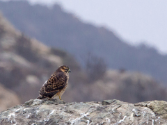 Geranoaetus polyosoma