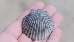 Argopecten irradians