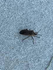 Anasa tristis