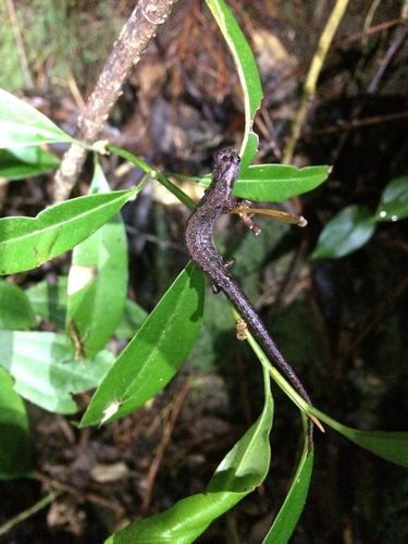 Nototriton brodiei