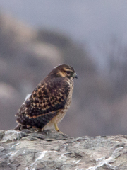 Geranoaetus polyosoma