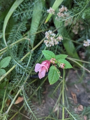 Impatiens glandulifera