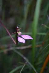 Eriochilus cucullatus
