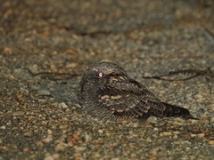 Caprimulgus europaeus