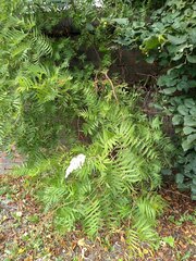Sorbaria sorbifolia
