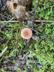 Phylloporus leucomycelinus