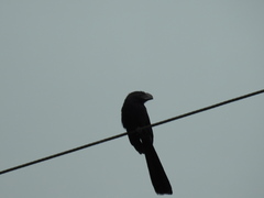 Crotophaga ani
