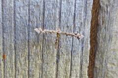 Amblyptilia pica