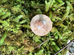 Phylloporus leucomycelinus