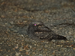 Caprimulgus europaeus