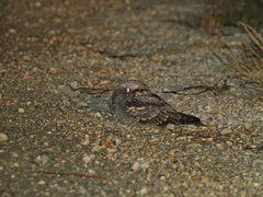 Caprimulgus europaeus