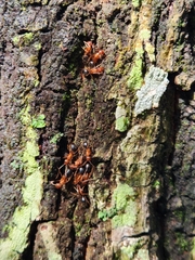 Camponotus floridanus