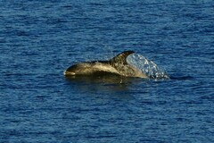 Lagenorhynchus albirostris