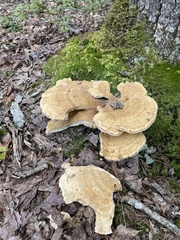 Trametes aesculi
