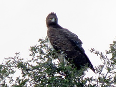 Polemaetus bellicosus