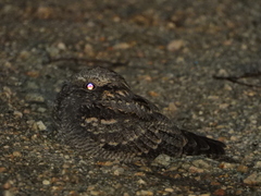 Caprimulgus europaeus