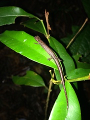 Nototriton brodiei
