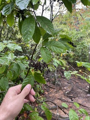 Frangula caroliniana