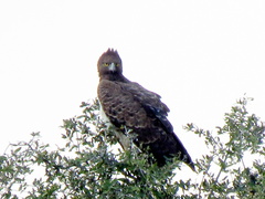 Polemaetus bellicosus