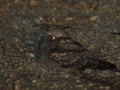 Caprimulgus europaeus