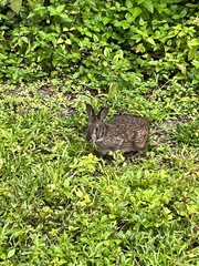 Sylvilagus palustris