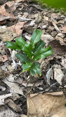 Ilex cornuta