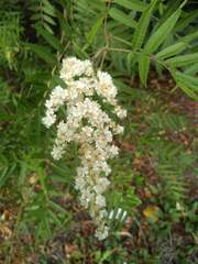 Sorbaria sorbifolia