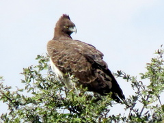 Polemaetus bellicosus