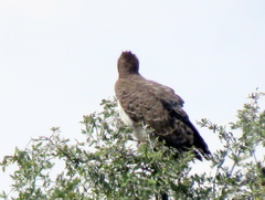 Polemaetus bellicosus