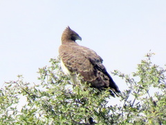 Polemaetus bellicosus