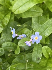 Myosotis