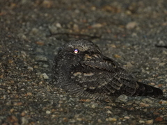 Caprimulgus europaeus