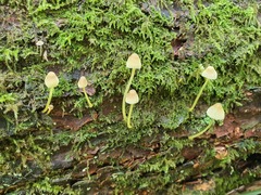 Mycena epipterygia