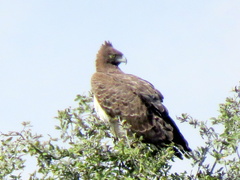 Polemaetus bellicosus