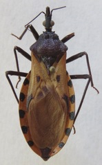 Triatoma dimidiata