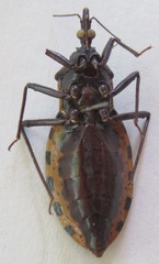 Triatoma dimidiata