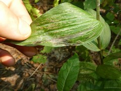 Parallelomma vittatum