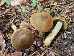 Cortinarius olivaceofuscus