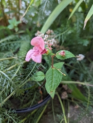 Impatiens glandulifera