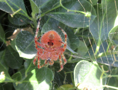 Araneus gemmoides
