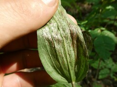 Parallelomma vittatum