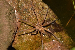 Nilus