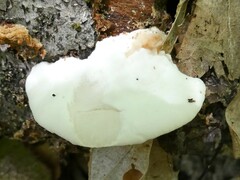 Fuscopostia fragilis