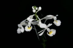 Calanthe zollingeri